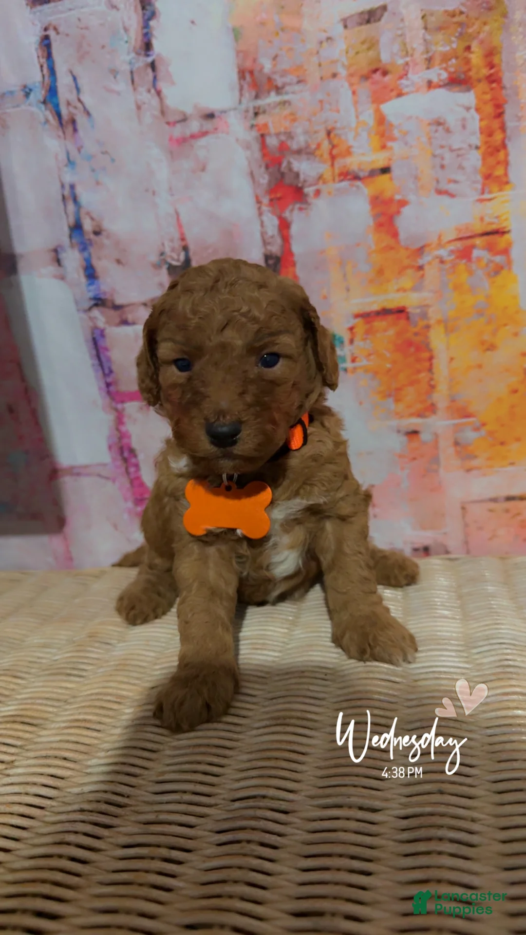 Mini Goldendoodle dogs for sale:  Puppy 6 - Ad 2