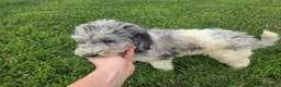 Aussiedoodle dogs for sale: Sheri - Ad 3