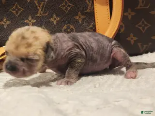 Mixed Breed dogs Spice - Ad 7