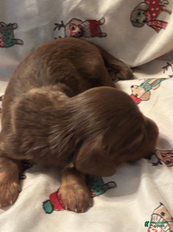 Dachshund dogs Gari-Long Hair - Ad 1