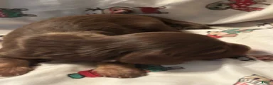 Gari-Long Hair