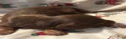 Dachshund dogs for sale: Gari-Long Hair - Ad 1