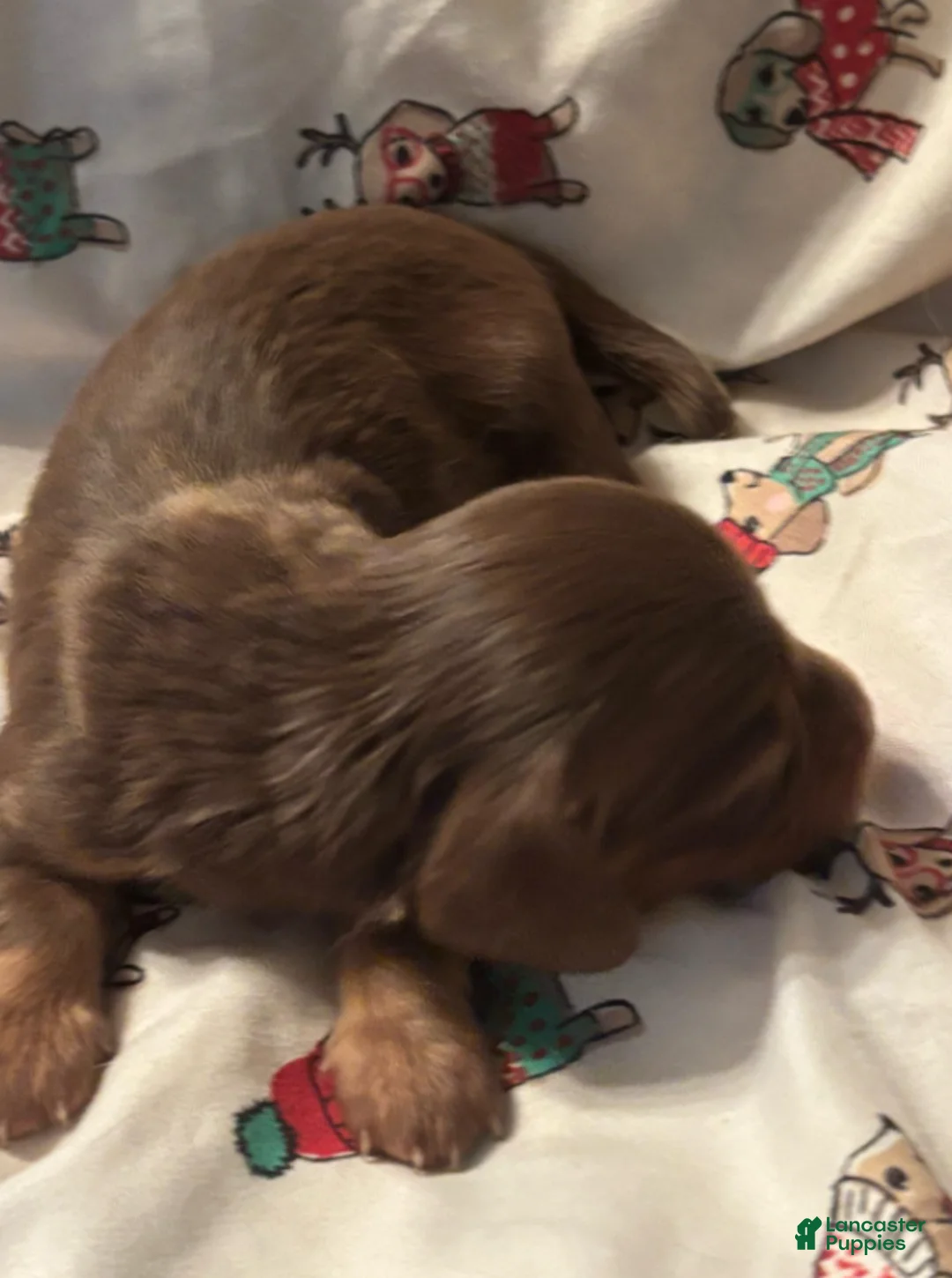 Dachshund dogs for sale: Gari-Long Hair - Ad 1