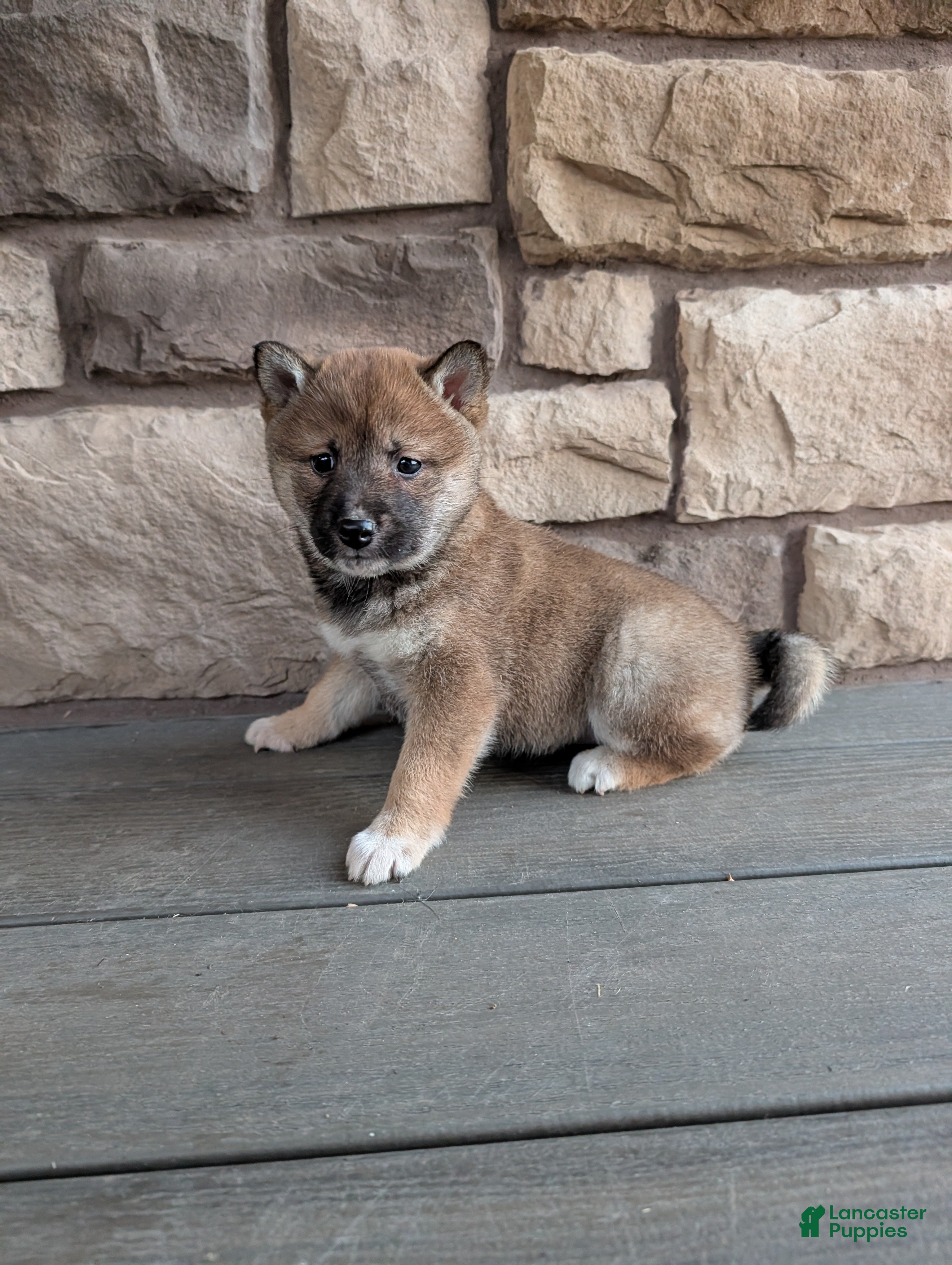 Shiba Inu dogs for sale: Finley  - Ad 1