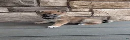 Shiba Inu dogs for sale: Finley  - Ad 1