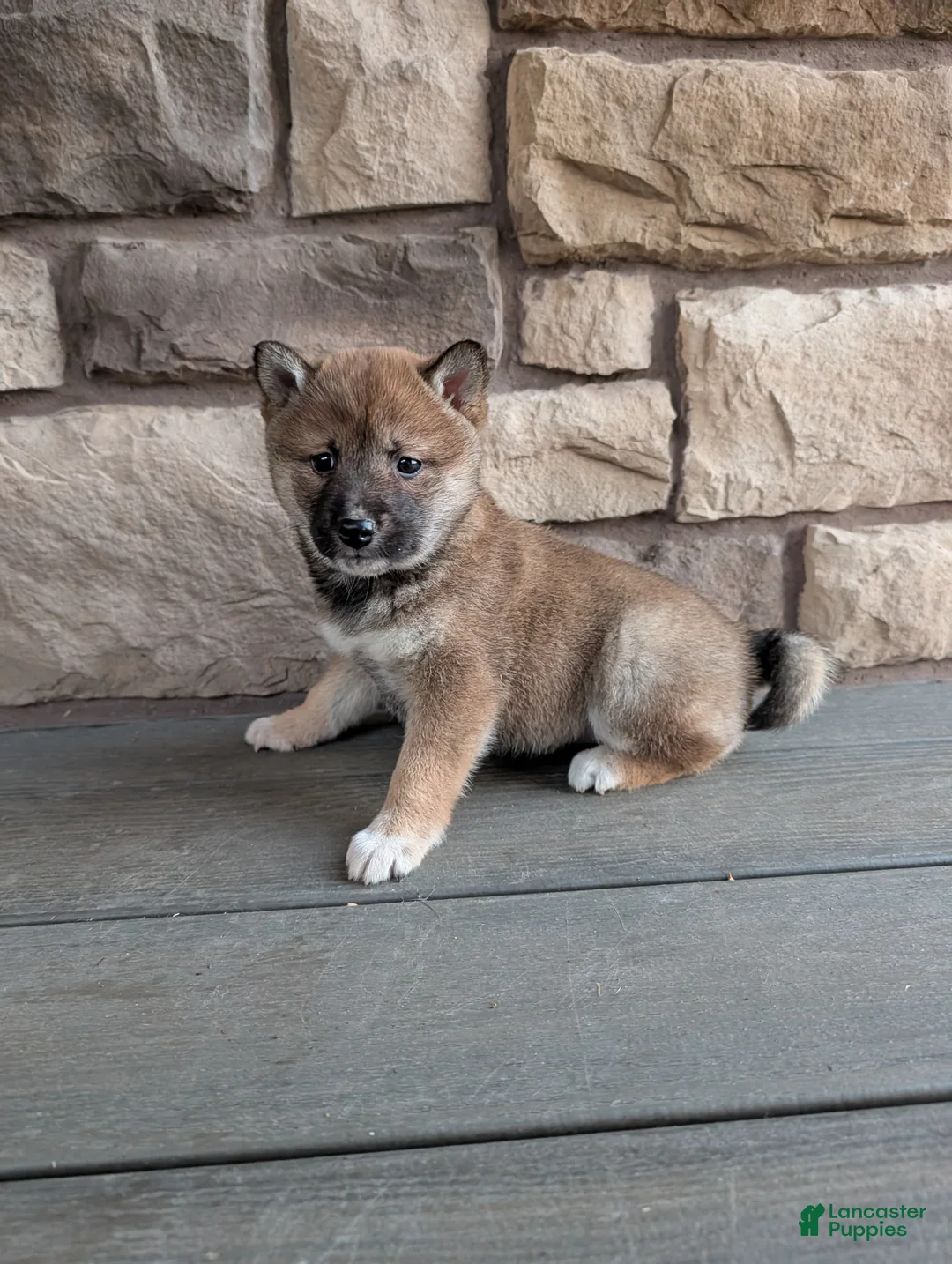 Shiba Inu dogs for sale: Finley  - Ad 1