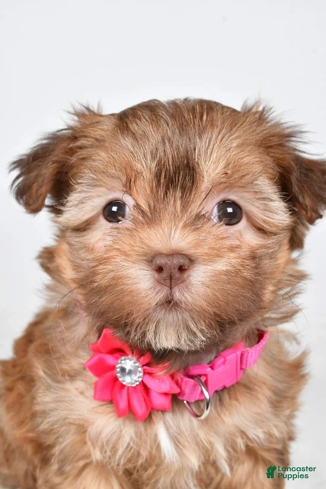 Havanese dogs for sale: Hailey - Ad 7