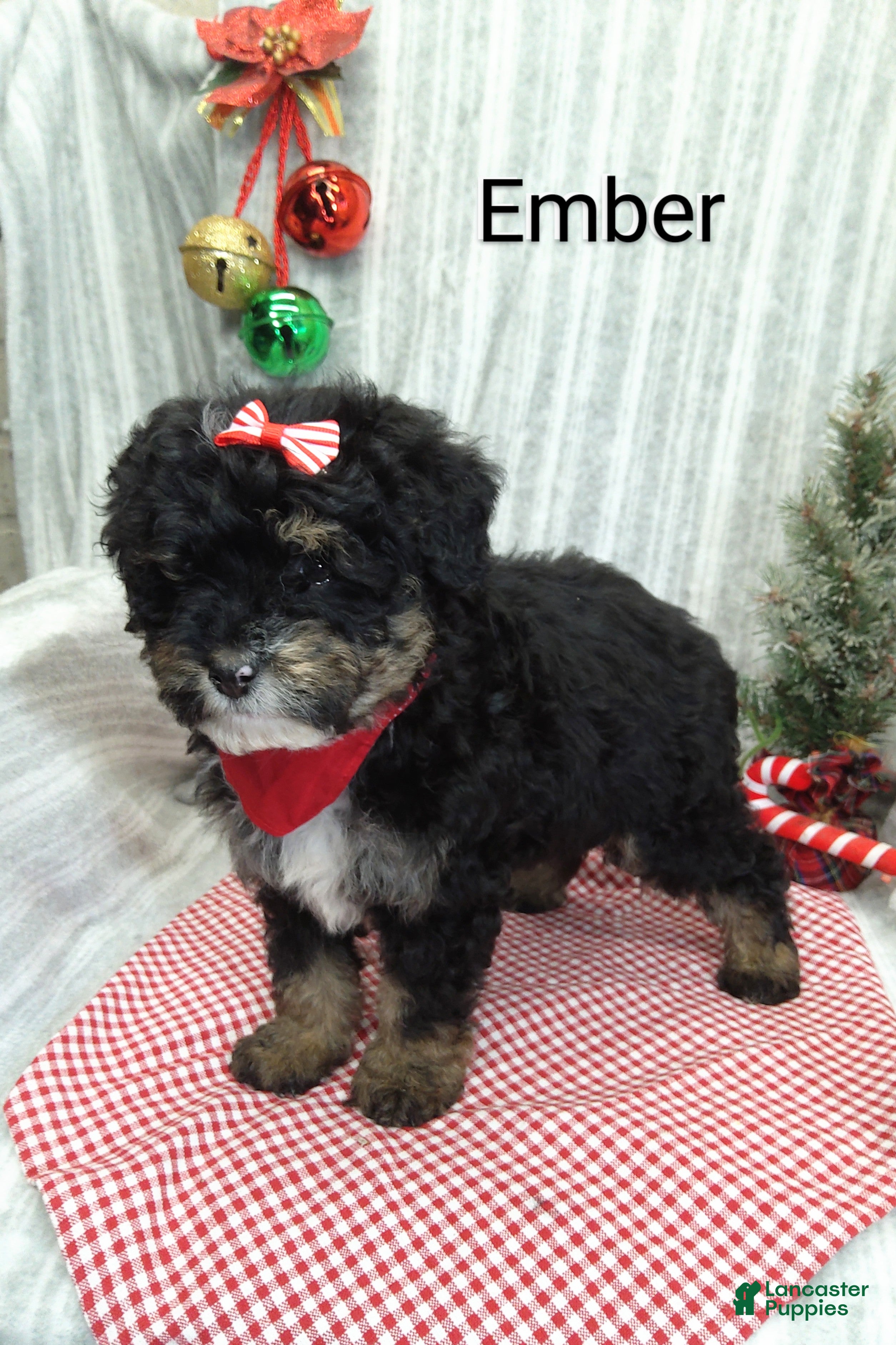 Mini Bernedoodle dogs Ember - Ad 19