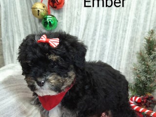 Mini Bernedoodle dogs Ember - Ad 24