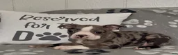 Boston Terrier dogs for sale: Athena - Ad 2