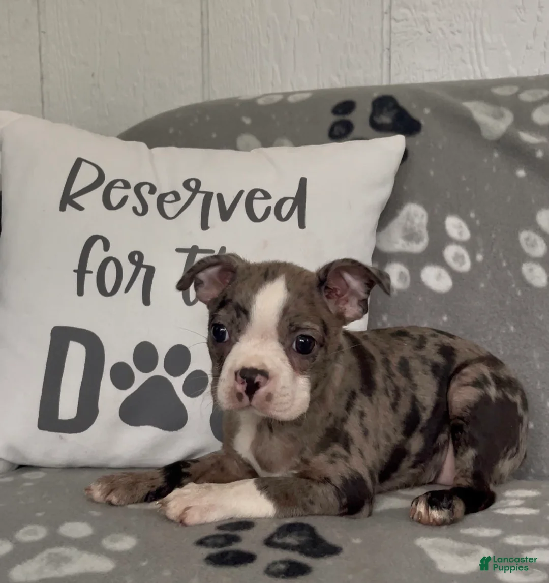 Boston Terrier dogs for sale: Athena - Ad 2