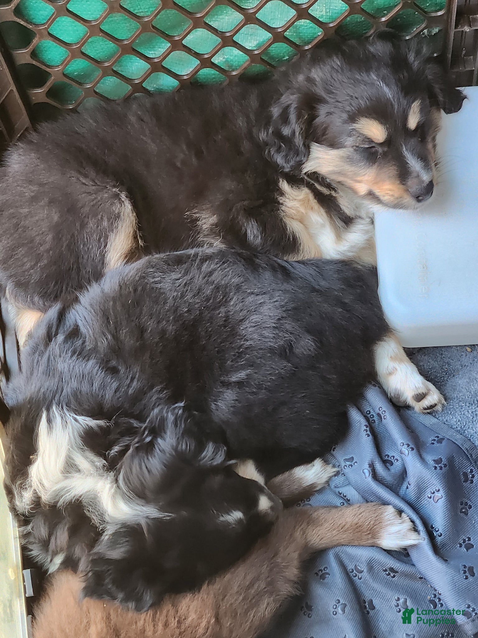 Miniature Australian Shepherd dogs Miniature Australian Shepherd Puppy 1 - Ad 30