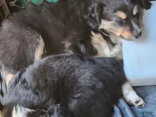 Miniature Australian Shepherd dogs Miniature Australian Shepherd Puppy 1 - Ad 30