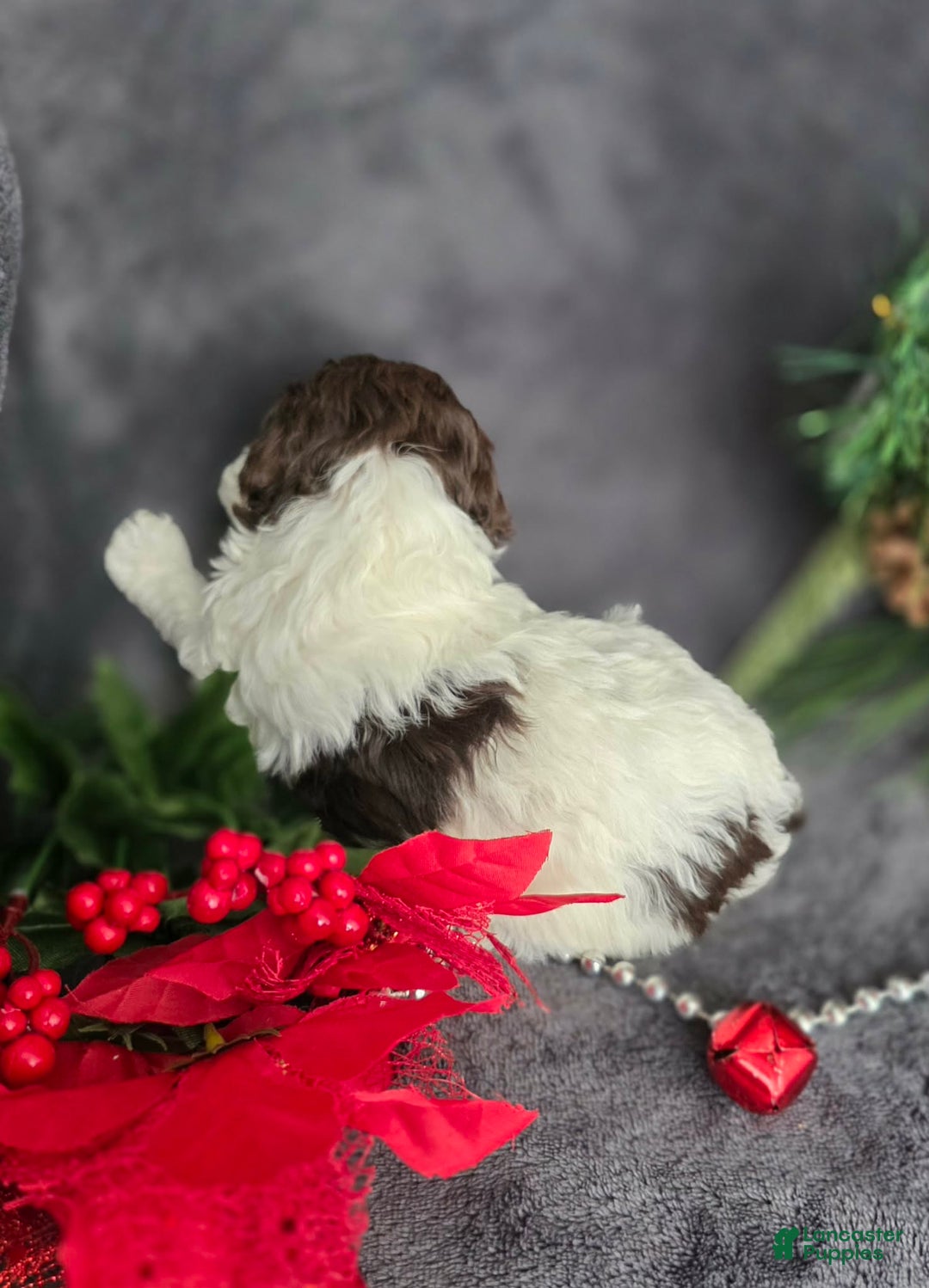 Havapoo dogs for sale: Kaya  - Ad 5