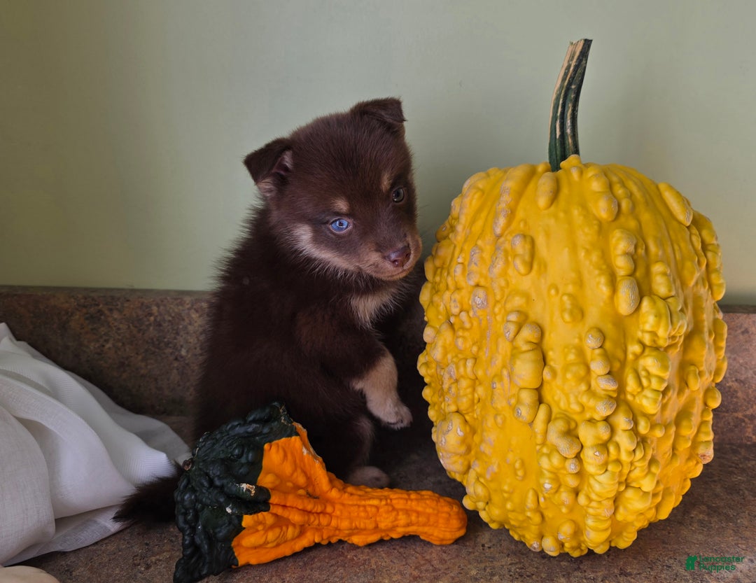 Mixed Breed dogs for sale: Mixed Breed Puppy 3 - Ad 4