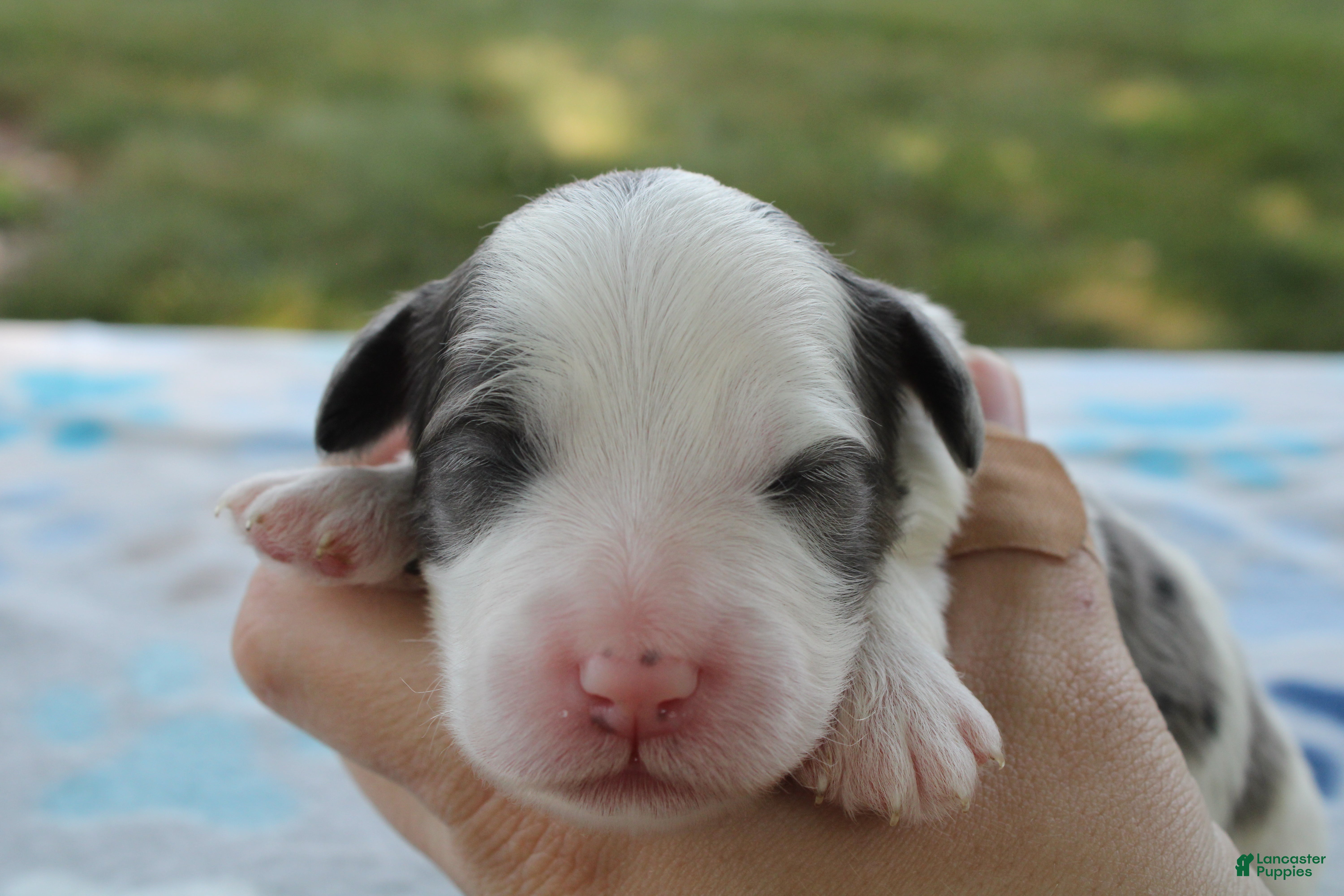 Mini Goldendoodle dogs Vance - Ad 2