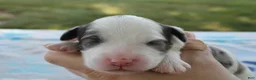 Mini Goldendoodle dogs for sale: Vance - Ad 2
