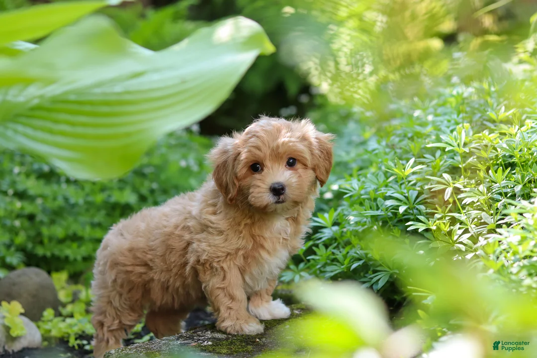 Maltipoo dogs for sale: Letty - Ad 1