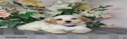 Cavapoo dogs for sale: Louie - Ad 5