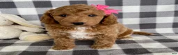 Mini Bernedoodle dogs for sale: Pixie - Ad 5