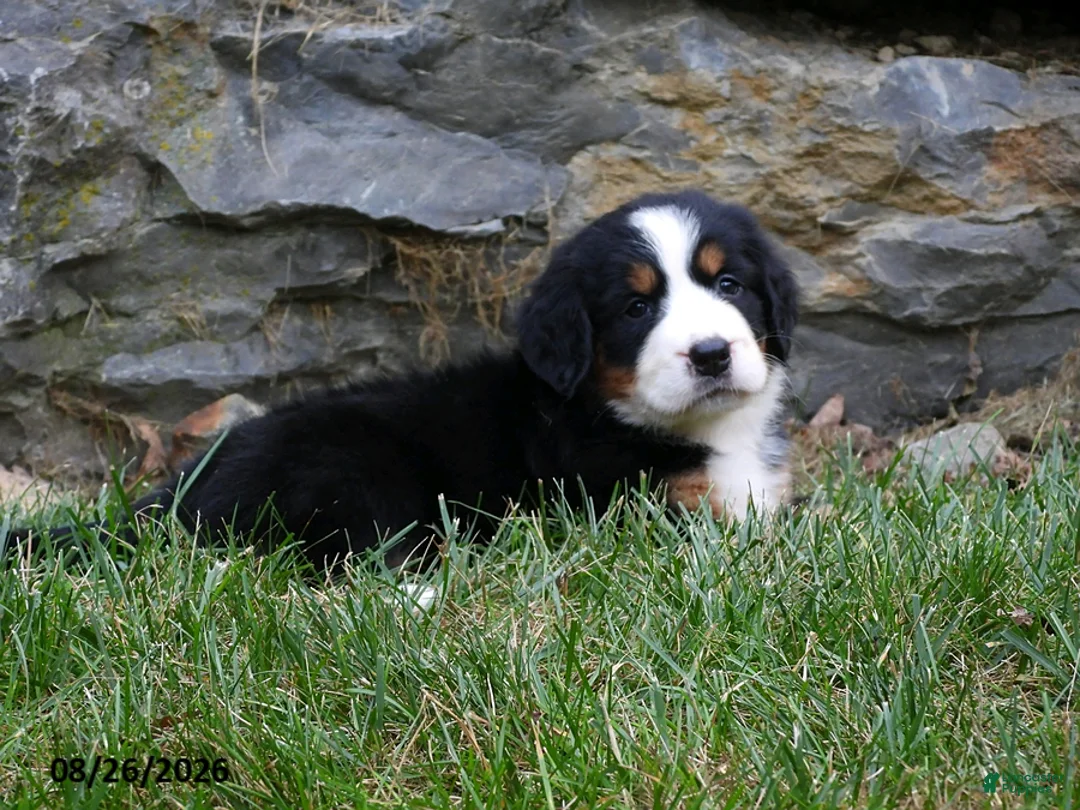 Bernese Mountain Dog dogs for sale: Eden - Ad 4