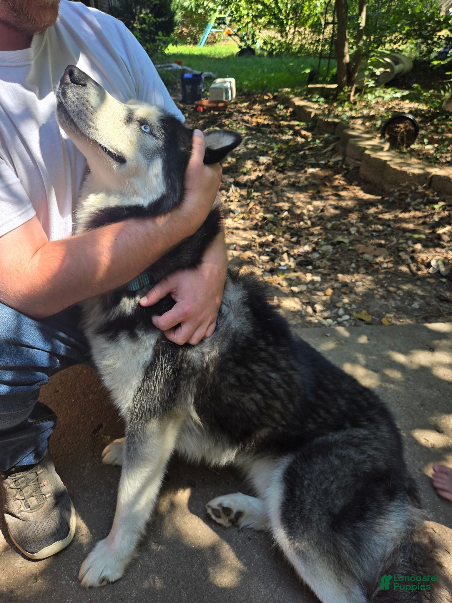 Siberian Husky dogs Snowy - Ad 8