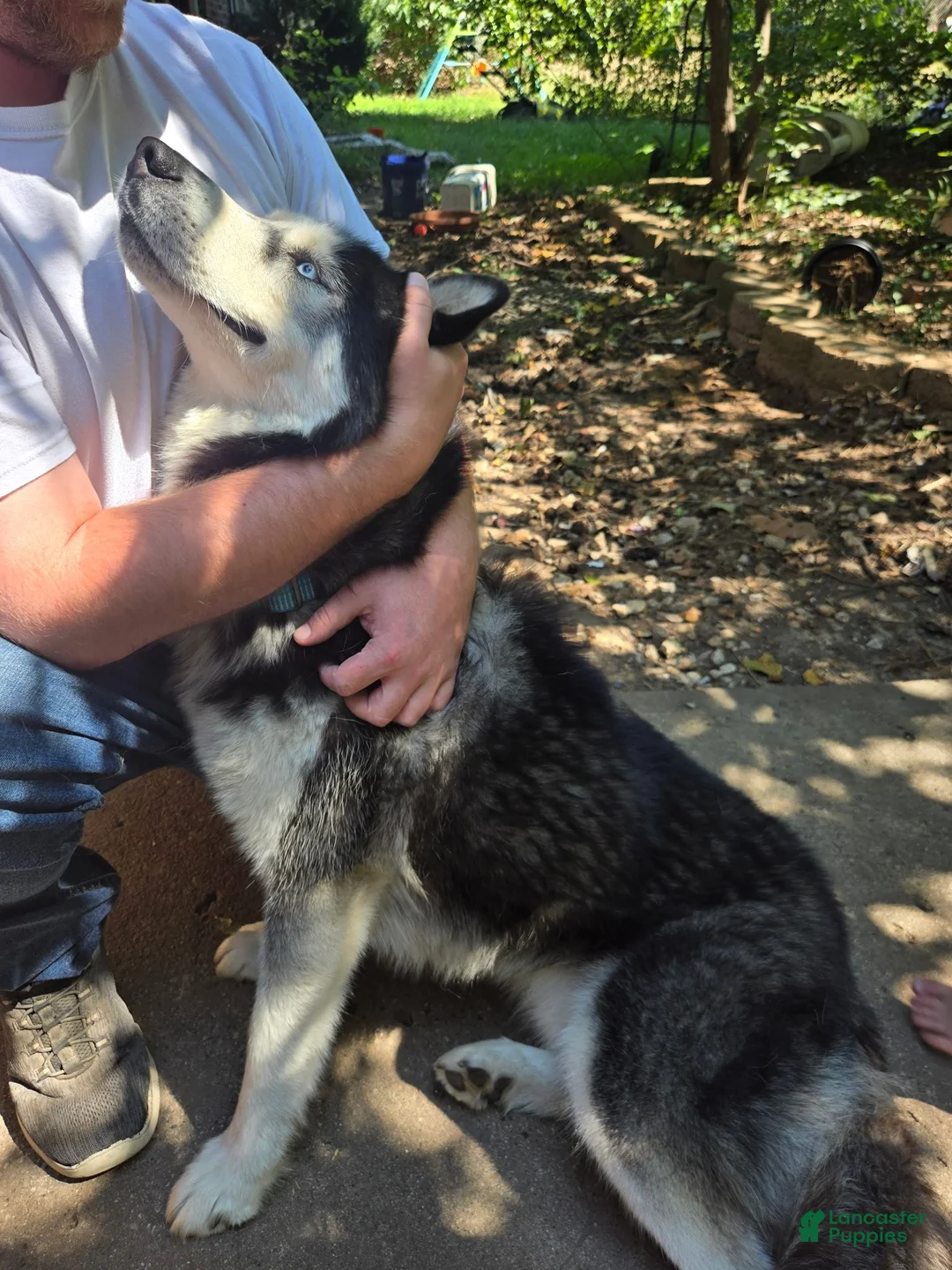 Siberian Husky dogs for stud: Snowy - Ad 1