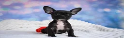 Chihuahua dogs for sale: Becko - Ad 5