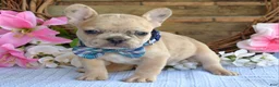 French Bulldog dogs for sale: Finn  - Ad 6