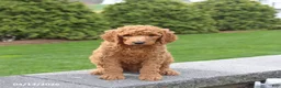 Goldendoodle dogs for sale: Scout - Ad 5