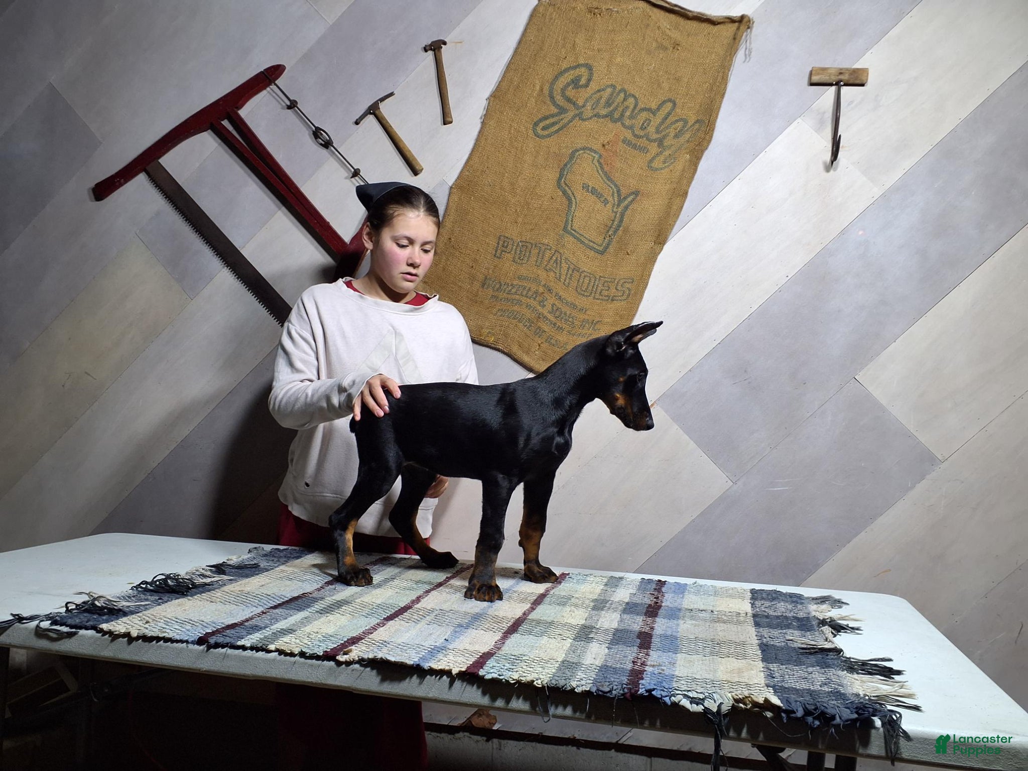 Doberman Pinscher dogs Adelyn - Ad 1