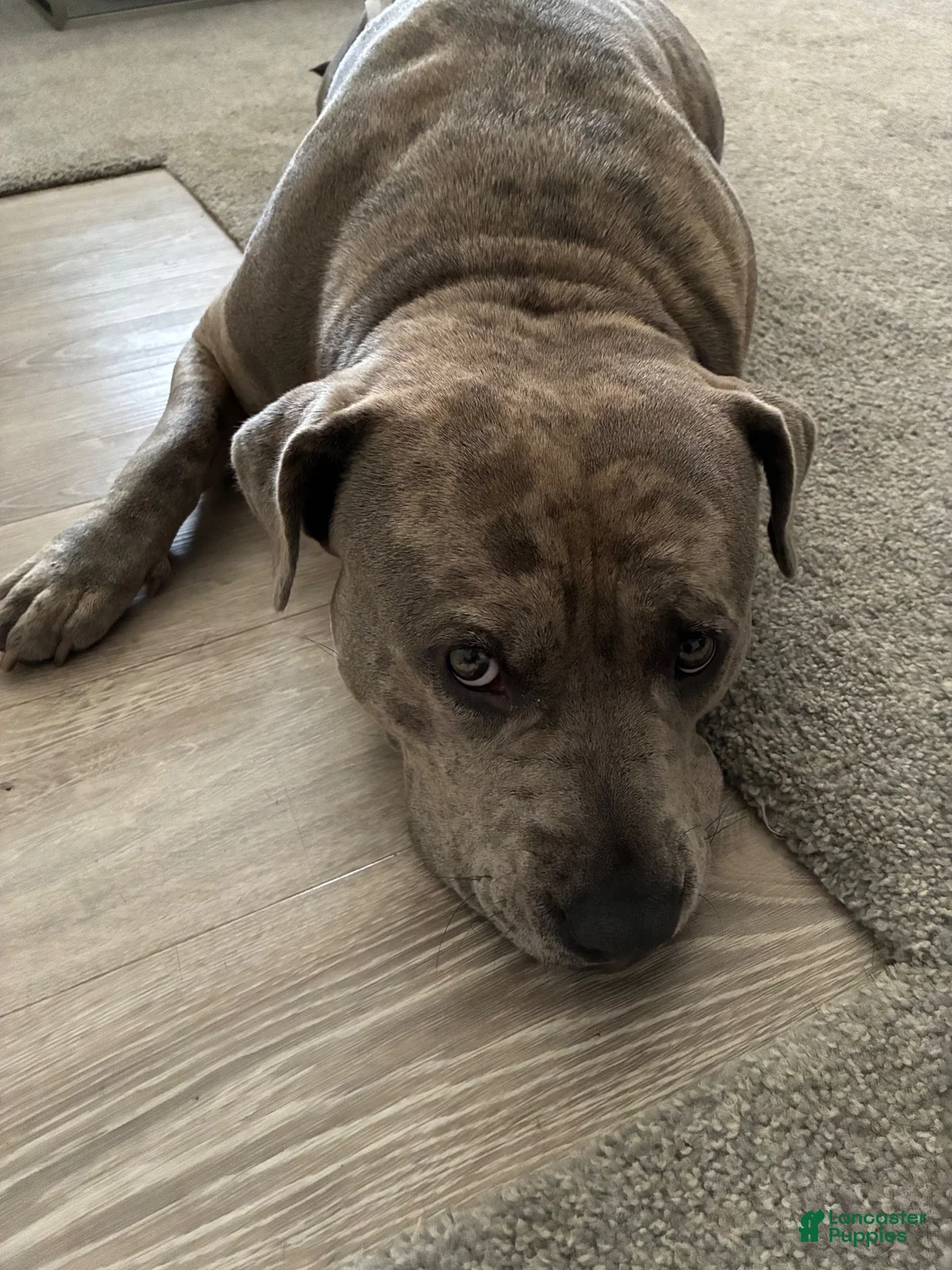 American Bully dogs for sale: American Bully 1 - Ad 2
