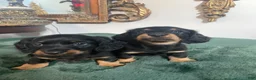 Dachshund dogs for sale: Dachshund 2 - Ad 12
