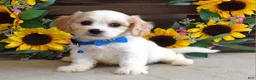 Cavachon dogs for sale: Tyson - Ad 11