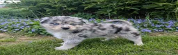 Pomsky dogs for sale: Mr Harley - Ad 1