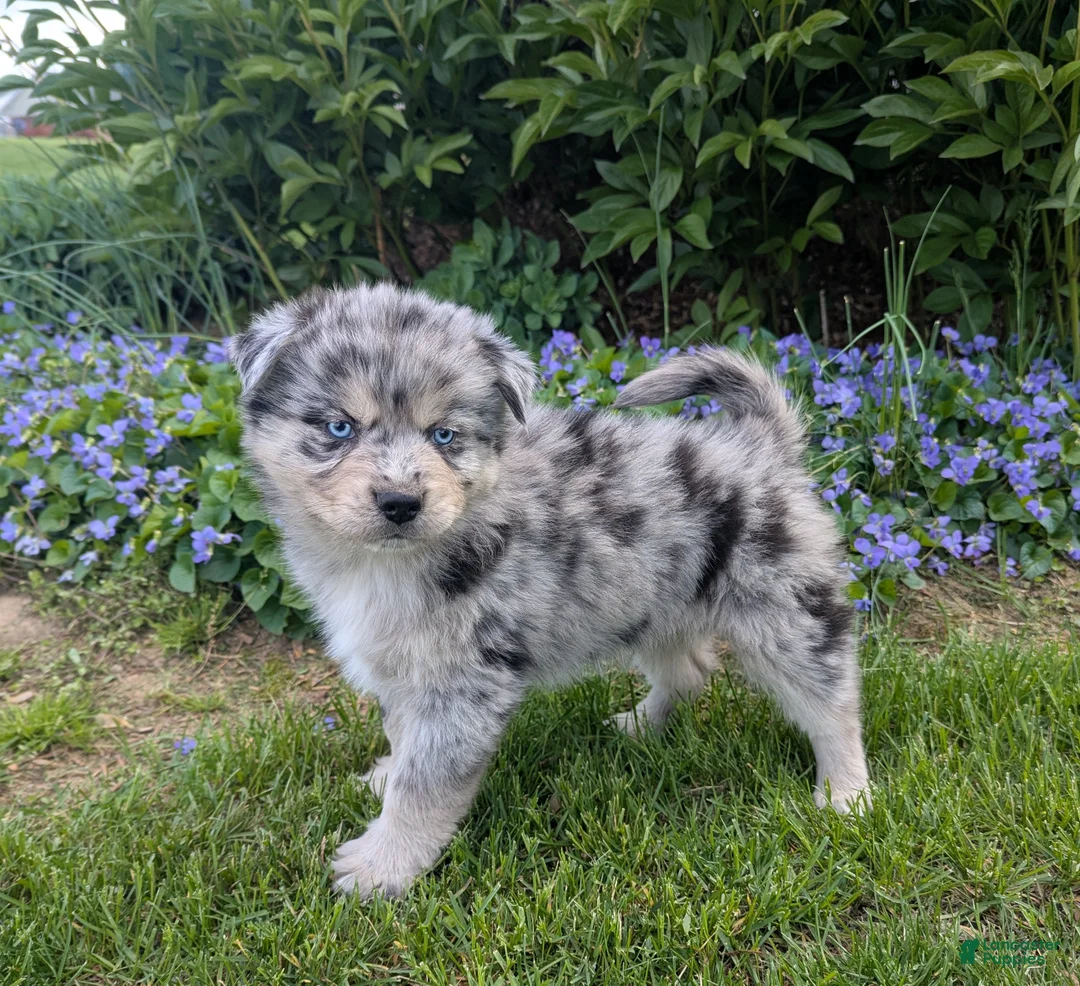 Pomsky dogs for sale: Mr Harley - Ad 1
