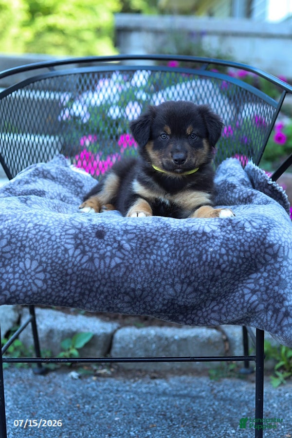 Australian Shepherd dogs Rover - Ad 2