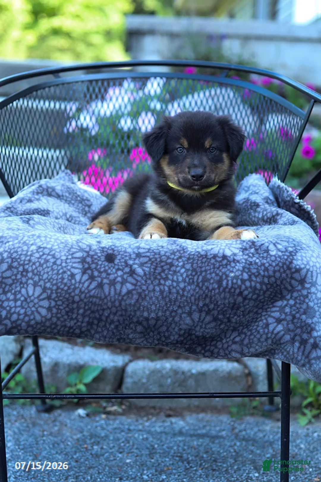 Australian Shepherd dogs for sale: Rover - Ad 2