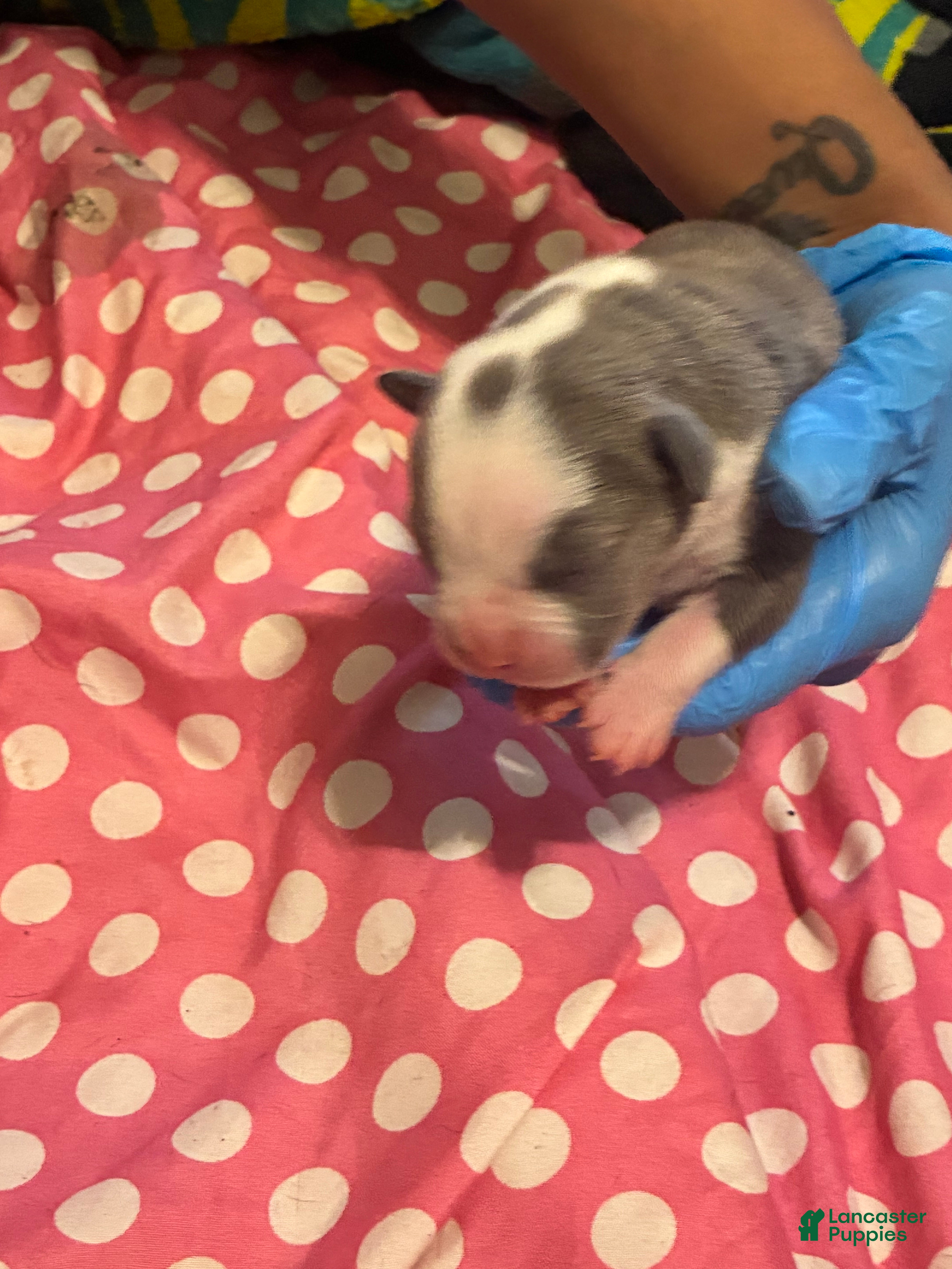 American Bully dogs American Bully Puppy 7 - Ad 36