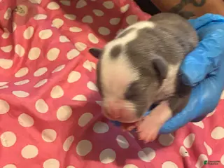 American Bully dogs American Bully Puppy 7 - Ad 36