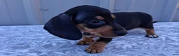 Miniature Dachshund dogs for sale: Elaine - Ad 6