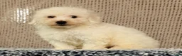 Bichon Frise dogs for sale: Indy - Ad 8