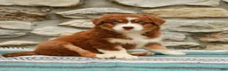 Australian Shepherd dogs for sale: Woody - Ad 5