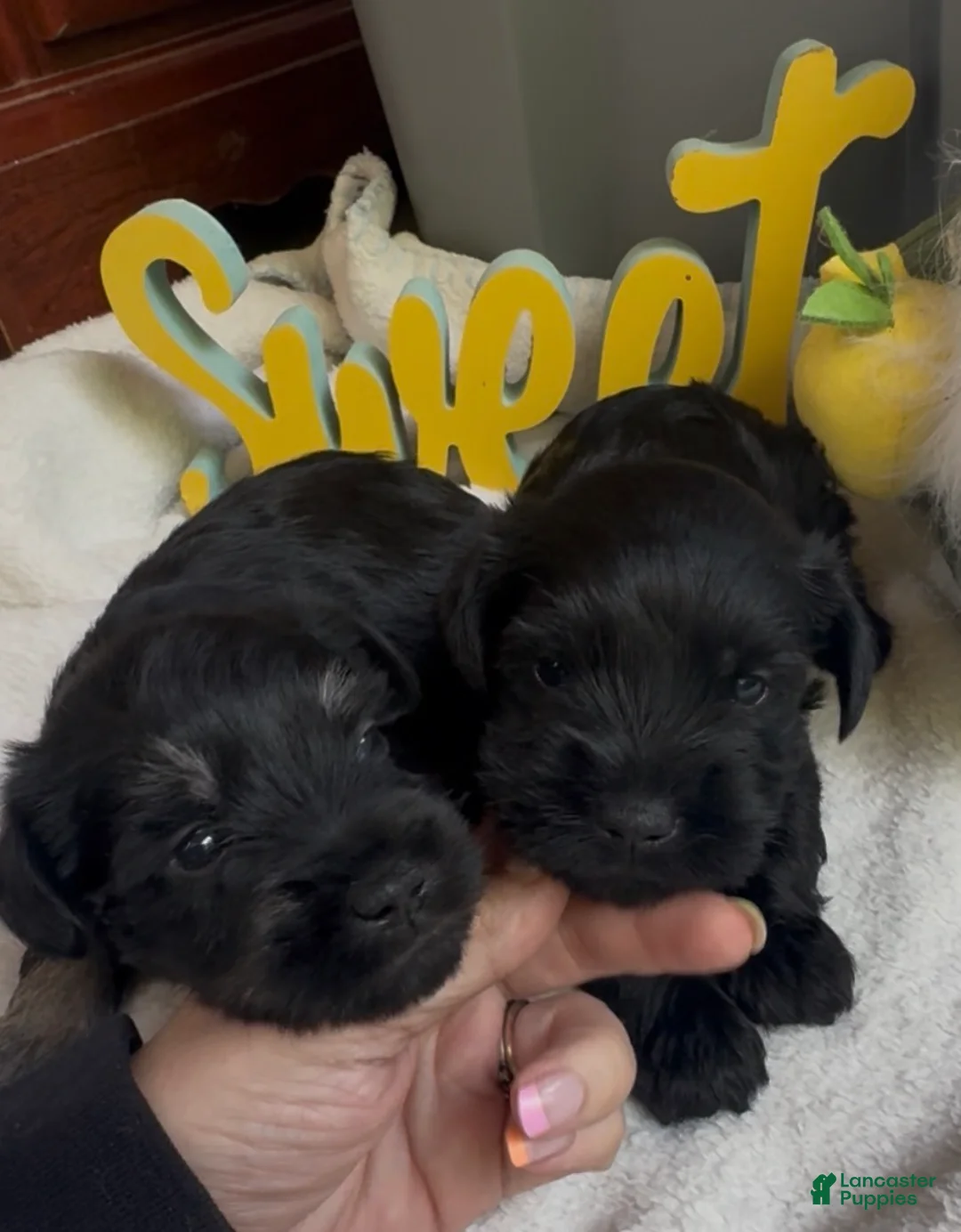 Miniature Schnauzer dogs for sale: Girl 1 - Ad 2