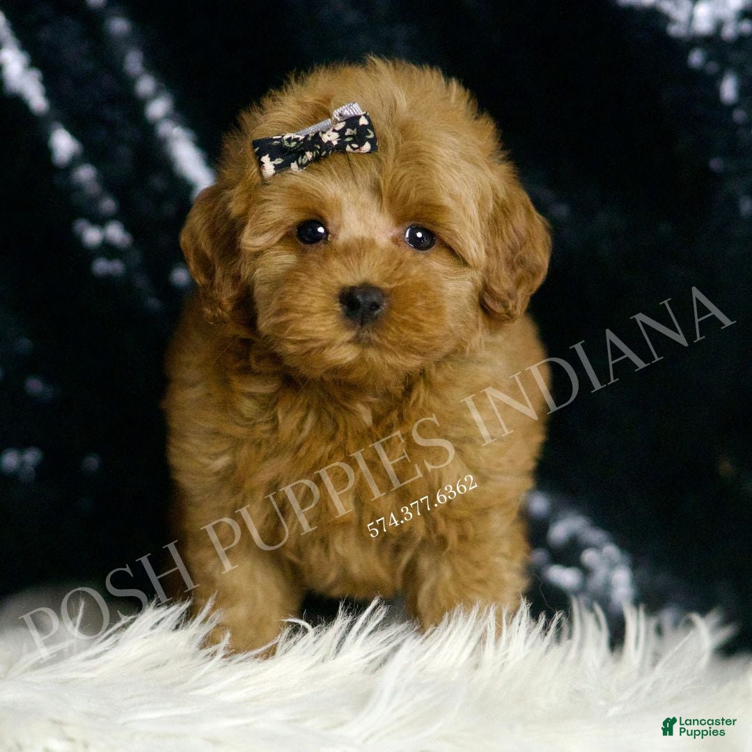 Mini Goldendoodle dogs for sale: Melinda F1BB  - Ad 1