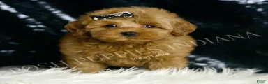 Melinda F1BB 