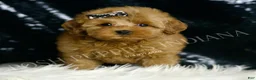 Mini Goldendoodle dogs for sale: Melinda F1BB  - Ad 1