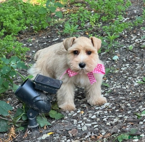 Schnauzer dogs Ruby - Ad 2