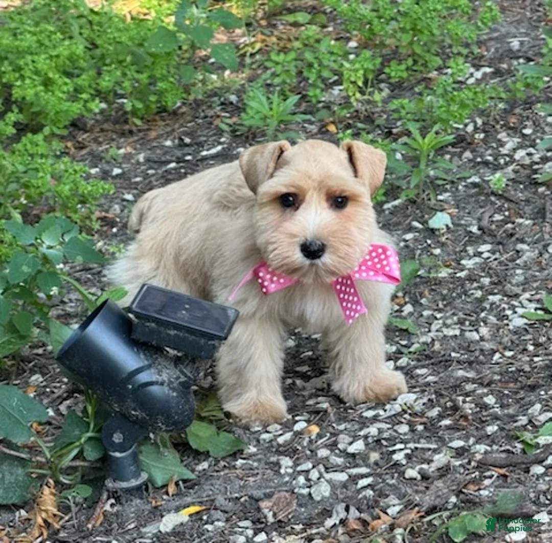 Schnauzer dogs for sale: Ruby - Ad 2