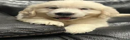 Golden Retriever dogs for sale: Golden Retriever 1 - Ad 4